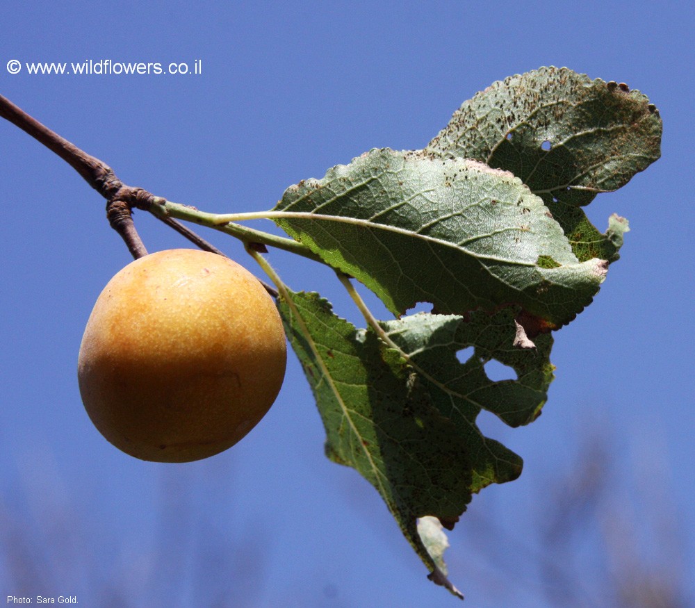 Prunus ursina